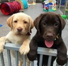 From your question, i am assuming the baby is here and the golden has not yet entered the family. Friends Forever Stay Together Cute Lab Puppies Labpuppy Labradorpuppy Note No Copyright Infringement Is Intended Lab Puppies Cute Dogs Cute Animals