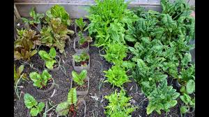 Many fall plants bloom well in texas gardens. Fall And Winter Vegetable Gardening In Texas Experiential Gardener