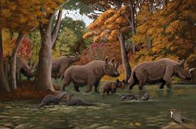 Image result for Rinorea laurentii