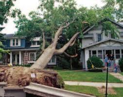Image result for tree roots grow above ground