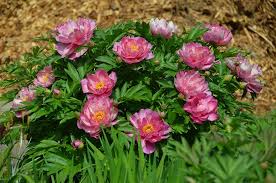 I have garden beds all around my house, so i started wandering to see what other winter wonderland treasures i would find in my north carolina winter the buds have their heads facing the ground for protection from the ice, but they will pop back up soon! All About Growing Peonies In North Carolina Carolina Country