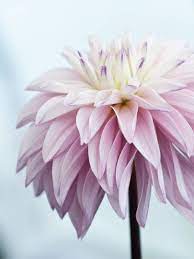 How To Grow Dahlias Growing Dahlias Flowers Types Of Orchids
