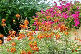 Image result for Caesalpinia rostrata