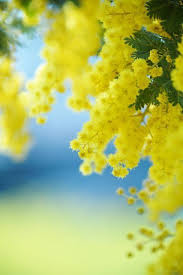 Pin On Flowers