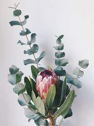 Eine Protea Mit Etwas Eukalyptus Geworden Geht Immer 2019 Eine Protea Mit Etwas Eukalyptus Geworden Geht I Protea Flower Protea Wedding Artificial Flowers