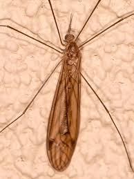 Image result for Dolichopentas