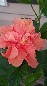 Find bouquet flowers and more in hobbs! Heaven Scent Flowers Home Facebook