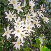 We did not find results for: Clematis Flammula Brennende Waldrebe Samen Kaufen Bei Rarepalmseeds Com