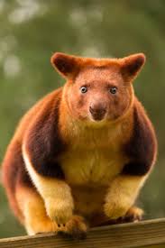 Image result for tree kangaroo