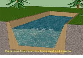 Maybe you would like to learn more about one of these? Cara Pembuatan Kolam Ikan Lele Dari Tanah Ternakpedia
