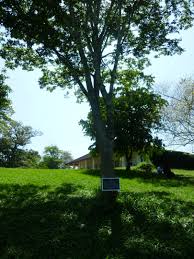 Image result for Pericopsis