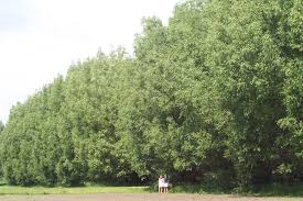 2 To The 1 To The 1 To The 3 I Like Good Trees Pin By Wren Cannon On Landscape Fast Growing Trees Willow Hybrid Growing Tree