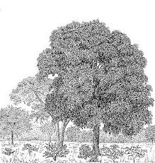 Image result for Guibourtia coleosperma