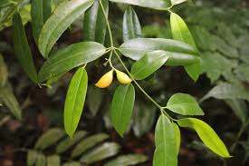 Image result for Hunteria zeylanica