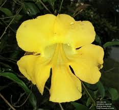 Image result for Dolichandra