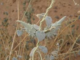 Image result for Pergularia