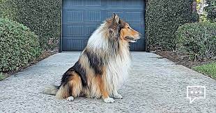 Pennsylvania is a great state to find a large selection of puppies for sale. U S Collie Breeder Directory Lassie Breed Collie Chatter