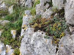 Limestone Grassland Restoration