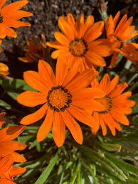 Image result for Gazania krebsiana