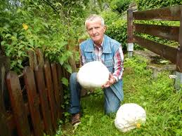 Bovist Thema Auf Meinbezirk At