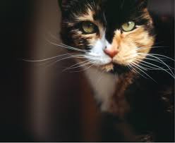 Mau bantuin bapak betulin mobil orang. Pet Lover Pet Care Paw Indonesia