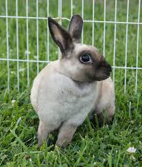 Rabbits come in an array of breeds, all having different colors, sizes, shapes, and coat types. Mini Rex Rabbits For Sale In Wny Rabbit Breeds Mini Rex Rabbit Rabbits For Sale