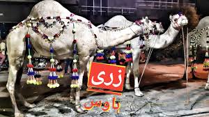 You can buy from uk, usa, canada, australia, germany, europe, new zealand, china, india, pakistan online. Camel For Qurbani Eid 2018 In Lahore Zarri House Riwaz Garden Heavy Camels Qurbani Youtube