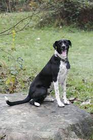 To ensure this cute pup stays happy and healthy , he is kept up to date with all his vaccinations , dewormings and vet checks. Baby Ringo Look Alike Border Collie German Short Haired Pointer Mix Aka Zeus Mix Puppies German Shorthaired Pointer Puppy Dog Pictures