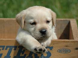 Cute Dogs And Puppies Wallpapers Wallpaper Cave Feel free to send us your own wallpaper and.