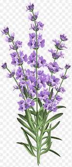 We did not find results for: Lavender Png Images Pngegg