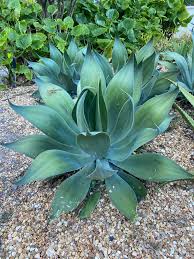 Image result for Agave