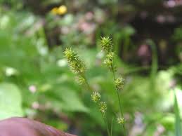 Image result for Carex sp.no.1