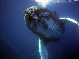 Here, you can see the suction cup ecg. How Long Can A Whale Stay Underwater Harbor Breeze Cruises