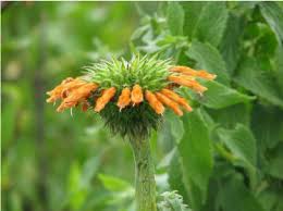 Image result for Asparagaceae