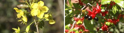 Image result for Ochna glauca