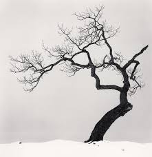 Black And White Photos Of Trees Pin By Kay On Make Art Not War Japanese Tree Black And White Landscape Tree Drawing