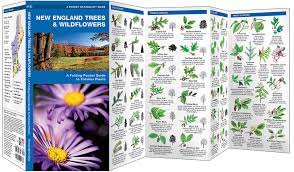 Reserve for spring or fall delivery 100+ species shipped to your door New England Trees Wildflowers Pocket Naturalist Guide