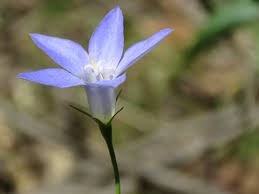 Image result for Wahlenbergia huttonii
