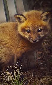 Yavru Kurt Cute Animals Cute Baby Animals Animals