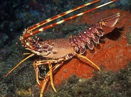 We did not find results for: Tuttogamberi 2 Ponza Racconta