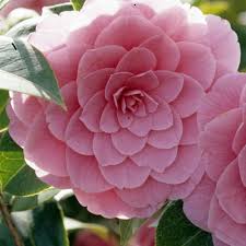 Baumschule ,gartencenter, kleintierfutter, erden, gartengeräte, dünger, gemüsensamen. Winterharte Kamelien Die Besten Sorten Fur Den Garten Winterharte Pflanzen Garten Winterharte Blumen Vorgarten Pflanzen