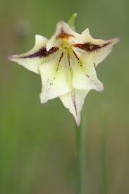 Image result for Hesperantha longicollis