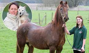 World S Oldest Horse Shayne 51 Lives In Brentwood The Same Town As Record Breaking Dog Daily Mail Online