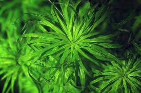 Image result for Syngonanthus