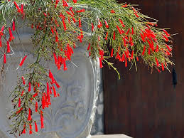 Image result for Monadenium hirsutum