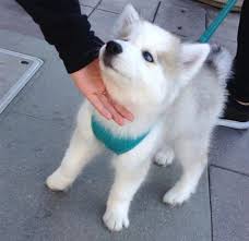 Gorgeous That Color Suits It Perfectly Huskypuppies Dogs Color Dogs Gorgeous Huskypuppies Perfe Cute Dogs Really Cute Puppies Cute Husky Puppies