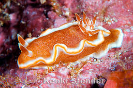 Image result for Microglossa densiflora