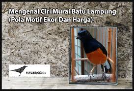 Mengenali murai batu dengan motif ekor murai batu menunjukkan asal habitat murai batu. Mengenal Ciri Murai Batu Lampung Pola Motif Ekor Dan Harga