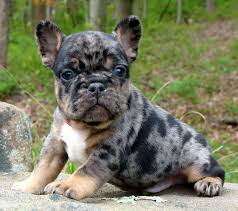 English bulldog puppies for sale. French Bulldog Puppies Blue Tan Puppies For Sale In Ohio Hilltop Acres Frenchies