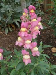 Pin On Flower Beds